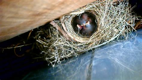 Dark-eyed Juncos: Nesting Habits and Behavior – Nature Blog Network