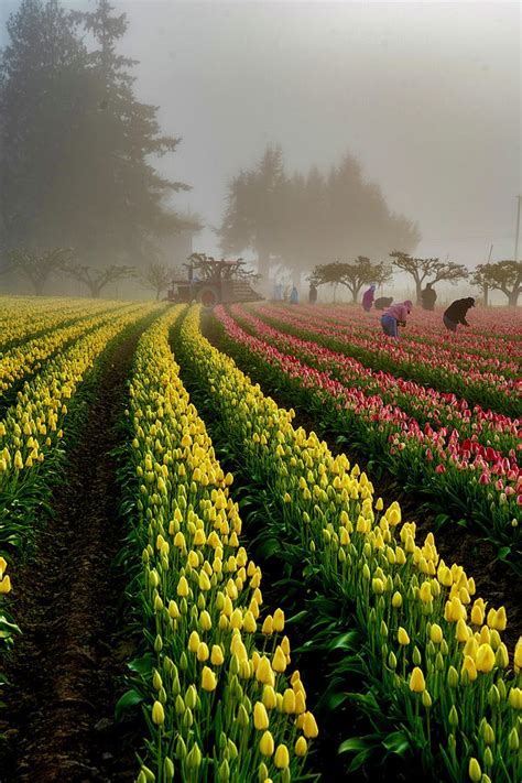 Tulip Harvesting Photograph by Tim Reagan