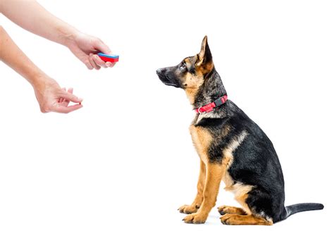 Tips on Clicker Training Dogs | Pawversity