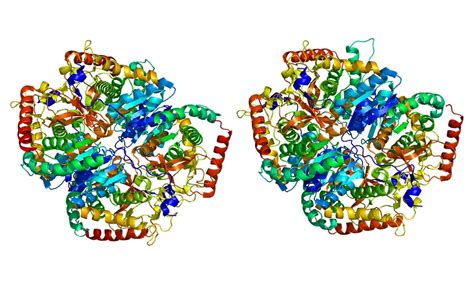 Estrogen-induced expression of mouse lactate dehydrogenase-A gene