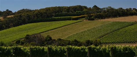 Mornington Peninsula wineries, vineyards, olive groves, and wine tasting.