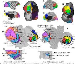 Monkey Neuron Activation | We Want Science