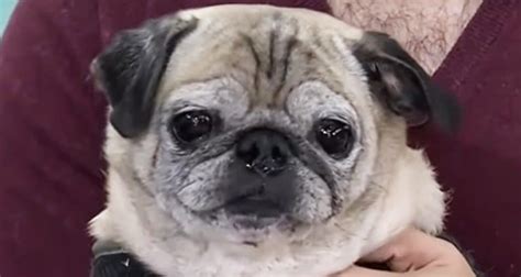 'No Bones Day' Noodle The Pug Dead At 14