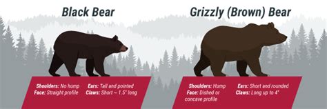 Black Bear Vs Grizzly Bear