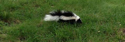 About California Skunks: Life Cycle, Habitat, Behavior