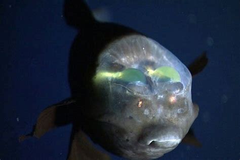 the barreleye fish