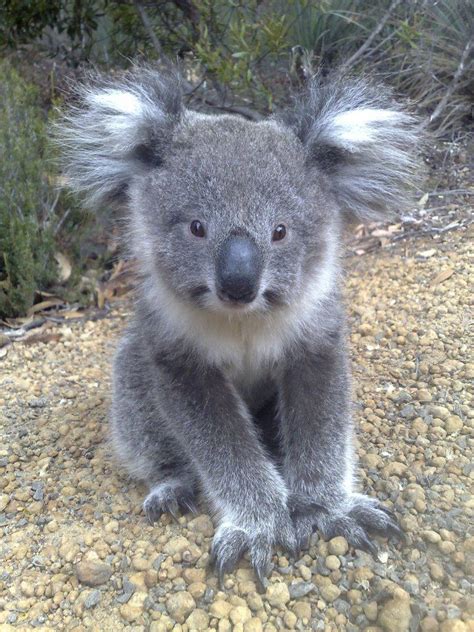 111 best images about Koala Bears on Pinterest | Mothers, Don't judge ...