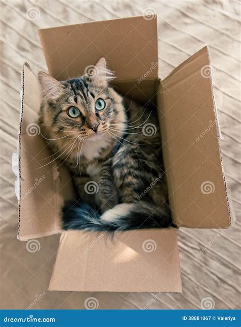 Cat Sitting in Cardboard Box Stock Image - Image of shows, nice: 38881067