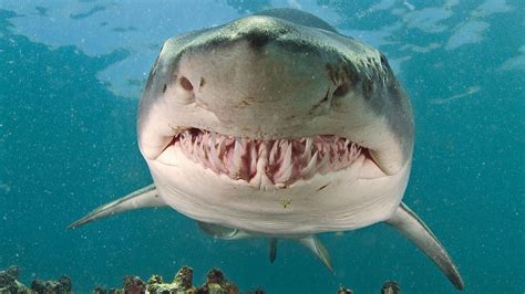 How long do tiger sharks live? Are tiger sharks dangerous to humans?