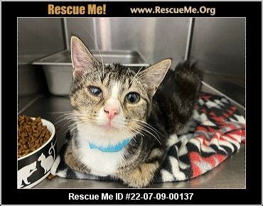 - Ohio Cat Rescue - ADOPTIONS - Rescue Me!