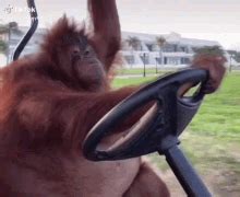 Monkey Driving A Car GIFs | Tenor