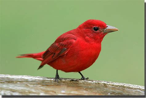 Birds: Summer Tanager