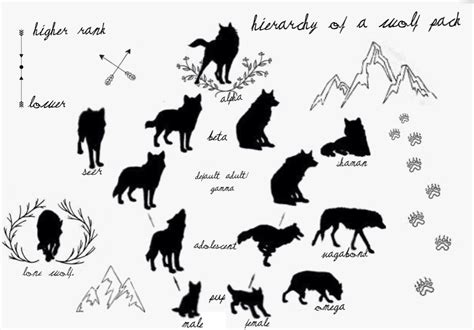 Wolf Pack Ranks And Their Roles Hierarchy And Structure Explained | Images and Photos finder