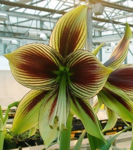 Papilio Butterfly Amaryllis Hippeastrum | ... Amaryllis / Amarilis Papillio (butterfly ...