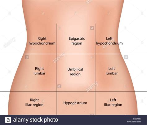 Abdominal regions | Abdominal, Medicine notes, Medical terminology study