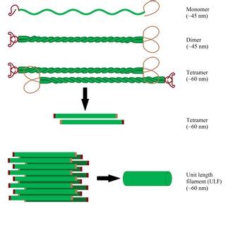 Scheme of actin filament formation. First G-actin binds to ATP ...