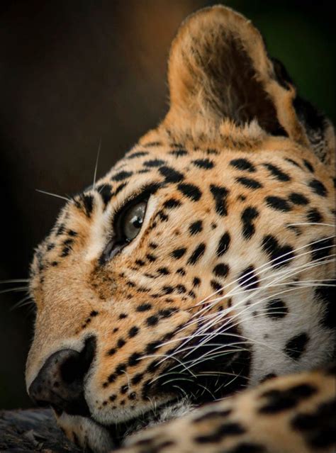 Leopard Conservation - Wildlife SOS