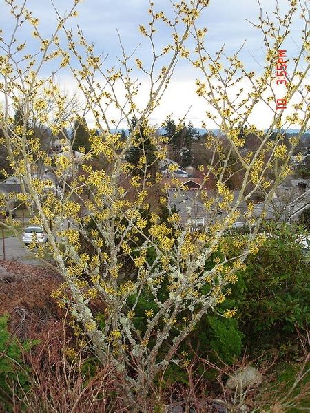 Hamamelis mollis (Chinese Witchhazel, Witch Hazel) | North Carolina ...