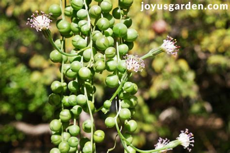 String Of Pearls Flowers: What Makes This Plant Bloom