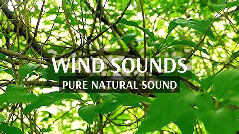 Wind blowing through the trees | Sounds of rustling leaves falling | Rel...