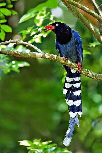 The beautiful bird Taiwan Blue Magpie