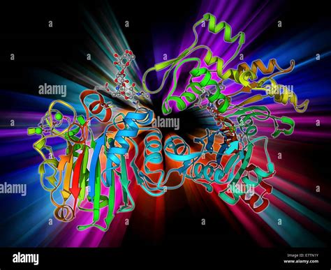 DNase I complex. Molecular model of deoxyribonuclease I complexed with ...