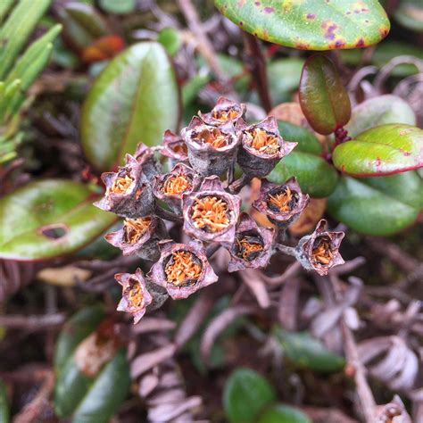 Community Collections for ‘Ōhi‘a - Center for Plant Conservation