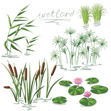 Wetlands: Plants Educational Resources K12 Learning, World, Geography Lesson Plans, Activities ...