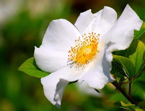 Cherokee Rose (Rosa laevigata) also known as Camellia Rose… | Flickr