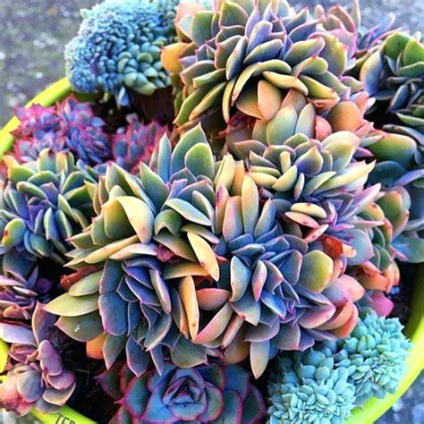 Blue Succulents Witchford Lithops Seeds, Cactus Seeds, 100pcs/pack – GreenSeedGarden