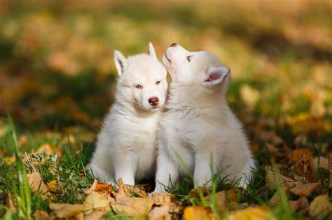 Two husky puppy | Baby wolves, Cute baby animals, Baby animals