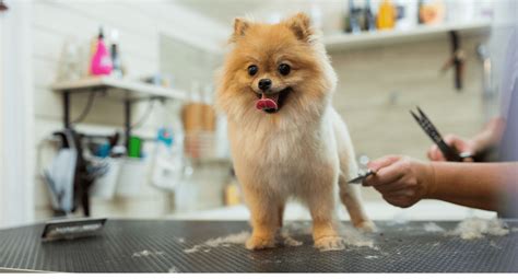 Benefits Of Dog Grooming | Why Your Pooch Needs Some Glow Up?