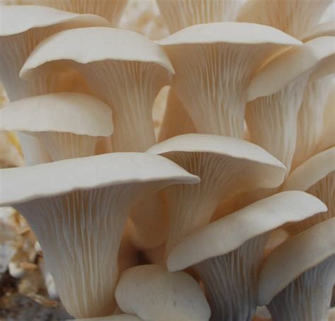 Pleurotus ostreatus : White Elm Mushroom – Spore Print – Everything Mushrooms