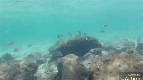 PEANUT ISLAND SNORKELING,Snorkeling south florida, SNORKELING - YouTube