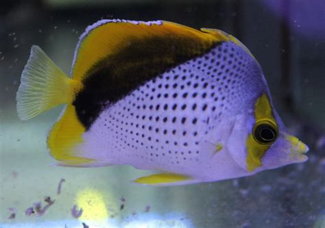 Marquesas butterflyfish: características, habitat e alimentação | Blog do Pescador