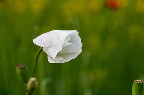 Premium Photo | White poppy close up in field