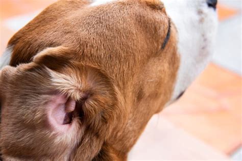 Ear Mites in Dogs | Great Pet Care