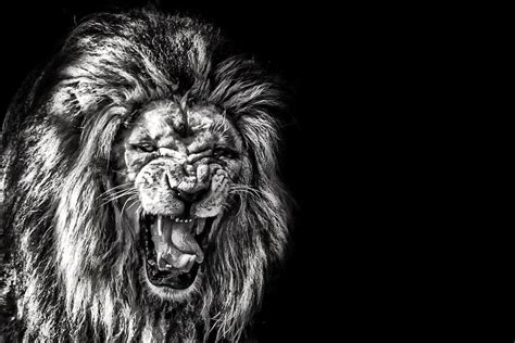 grayscale photo of roaring lion HD wallpaper | Lion wallpaper, Lion hd wallpaper, White lion images