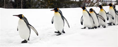 Penguin Sliding On Ice