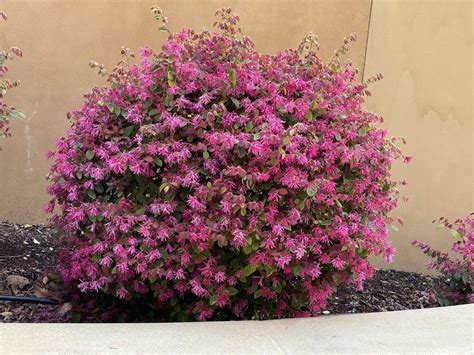 Bush with pink flowers in the Plant ID forum - Garden.org