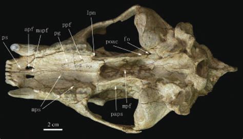 Ursavus tedfordi sp. nov., HMV 1453 (holotype), skull, ventral view... | Download Scientific Diagram