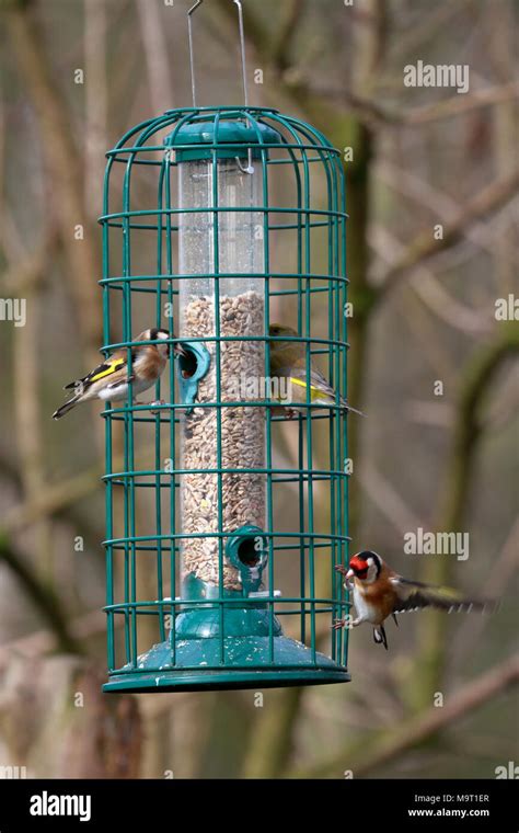 Goldfinches, Carduelis carduelis and a Greenfinch, Carduelis chloris ...