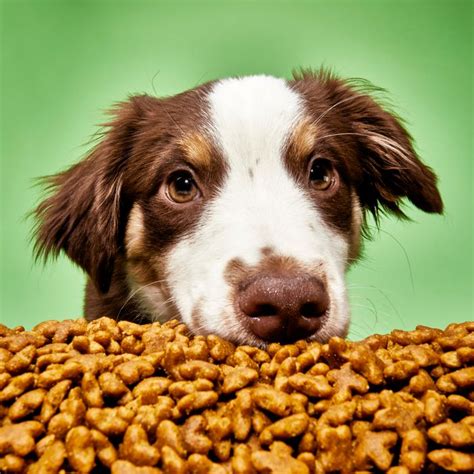 Hypoallergenic Dog Food Options: Top Picks for Sensitive Pups