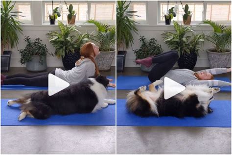 Viral Video: This Adorable Dog Doing Yoga With its Owner Will Make Your Day | WATCH