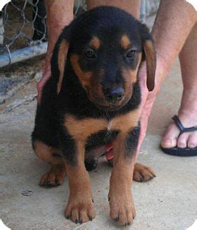 Doberman Shepherd (Doberman Pinscher-German Shepherd Mix) Info, Temperament, Puppies and Pictures