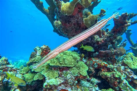 12 Things to KNOW Before Going Snorkeling in Isla Mujeres, Mexico