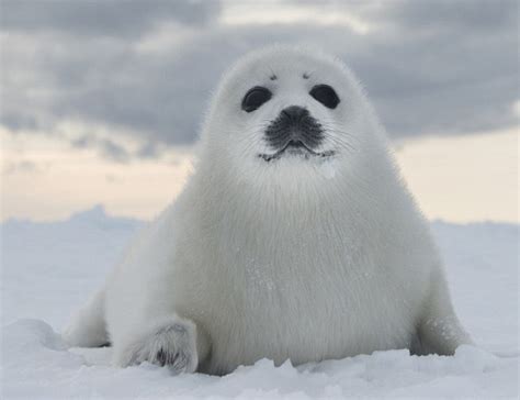 Cute baby seals rolling in the snow- China.org.cn