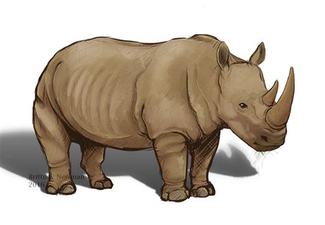 Rhino Sketch by ChasingDreams4 on DeviantArt