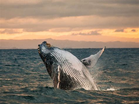 10 Best Whale Watching Tours in Cabo San Lucas – Cabo Visitor