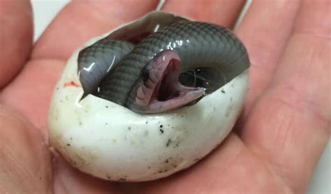 Watch a newborn king brown snake take its first breath - Australian ...